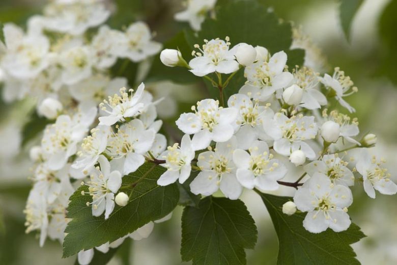 Crataegus viridis 'Winter King', Green Hawthorn 'Winter King', Red fruit, red berries, Winter fruits, White flowers,