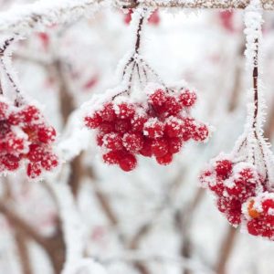 Plant Combinations, Flowerbeds Ideas, Winter Garden, Early Spring Garden, Exfoliating Bark, dogwood, witch hazel, ilex, berries