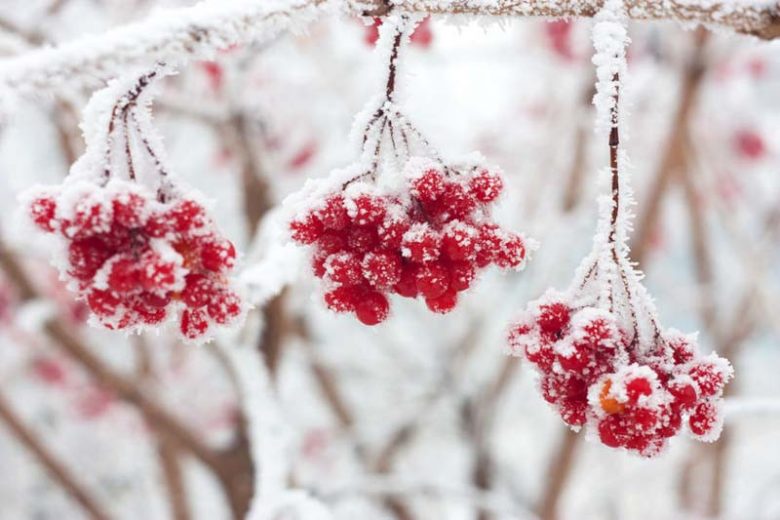 Plant Combinations, Flowerbeds Ideas, Winter Garden, Early Spring Garden, Exfoliating Bark, dogwood, witch hazel, ilex, berries