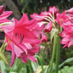 Crinum Ellen Bosanquet, Swamp Lily, Crinum x powellii, late summer flowers, Fragrant flowers, Pink Crinum, Pink Flowers