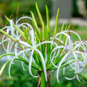 Crinum asiaticum, Poison Bulb, Asiatic Poison Bulb, Spider Lily, Mangrove Lily, Swamp Lily, late summer flowers, Fragrant flowers, White Crinum, White Flowers