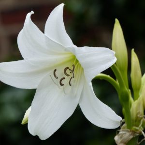 Crinum x powellii 'Album' , Swamp Lily 'Album', Cape Coast Lily 'Album', River Lily 'Album', White Powell Lily, late summer flowers, Fragrant flowers