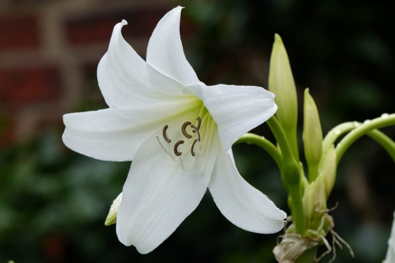 Crinum x powellii 'Album' , Swamp Lily 'Album', Cape Coast Lily 'Album', River Lily 'Album', White Powell Lily, late summer flowers, Fragrant flowers