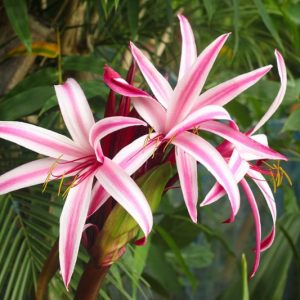 Crinum procerum var. splendens, Queen Emma Lily, Queen Emma's Purple Crinum, Crinum asiaticum var. procerum, summer flowers, Fragrant flowers, Purple Crinum, Purple Flowers, Pink Crinum, Pink Flowers