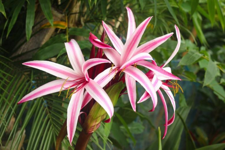 Crinum procerum var. splendens, Queen Emma Lily, Queen Emma's Purple Crinum, Crinum asiaticum var. procerum, summer flowers, Fragrant flowers, Purple Crinum, Purple Flowers, Pink Crinum, Pink Flowers