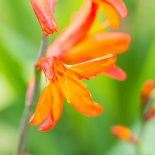 Crocosmia × Crocosmiiflora 'Star of the East', Montbretia 'Star of the East', Coppertips 'Star of the East', Falling Stars 'Star of the East', AGM crocosmia