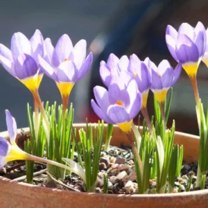 Crocus Sieberi Subsp. Sublimis 'Tricolor', Crocus 'Tricolor', Sieber's Crocus 'Tricolor', Snow Crocus 'Tricolor', Three-coloured Sieber's Crocus, Crocus sieberi subsp. sublimis f. tricolor, Spring Bulbs, Spring Flowers, early spring bulb, late winter blooming bulb
