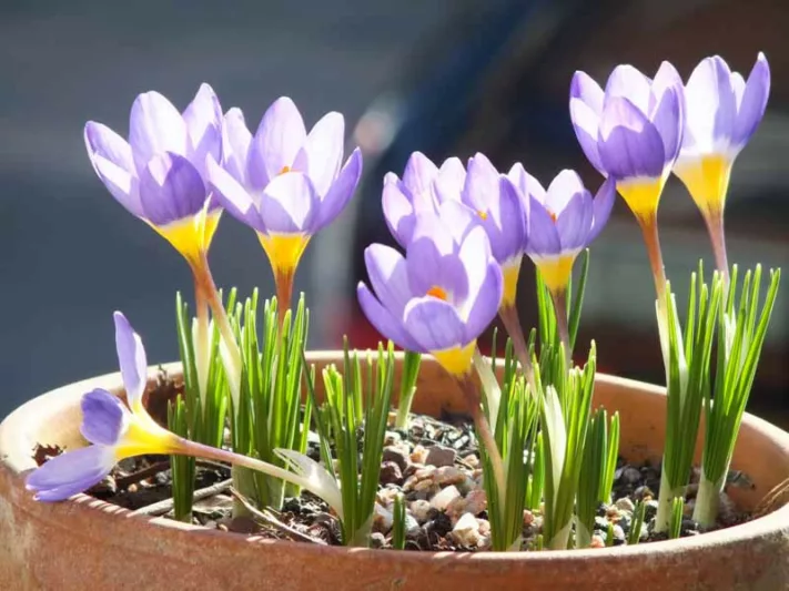 Crocus Sieberi Subsp. Sublimis 'Tricolor', Crocus 'Tricolor', Sieber's Crocus 'Tricolor', Snow Crocus 'Tricolor', Three-coloured Sieber's Crocus, Crocus sieberi subsp. sublimis f. tricolor, Spring Bulbs, Spring Flowers, early spring bulb, late winter blooming bulb