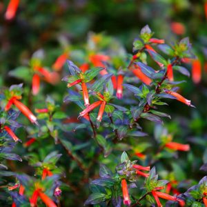 Cuphea 'David Verity', Large Firecracker Plant 'David Verity', David Verity Cuphea, Orange Firecracker, Orange Cuphea, Orange Flowers