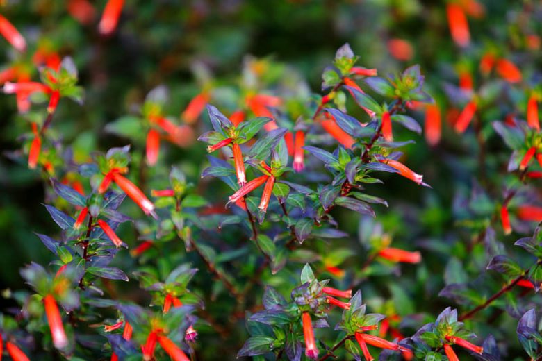 Cuphea 'David Verity', Large Firecracker Plant 'David Verity', David Verity Cuphea, Orange Firecracker, Orange Cuphea, Orange Flowers