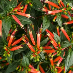 Cuphea 'Vermillionaire', Large Firecracker Plant 'Vermillionaire', Vermillionaire Cuphea, Orange Firecracker, Orange Cuphea, Orange Flowers