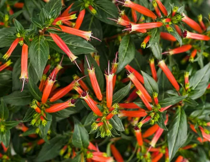 Cuphea 'Vermillionaire', Large Firecracker Plant 'Vermillionaire', Vermillionaire Cuphea, Orange Firecracker, Orange Cuphea, Orange Flowers