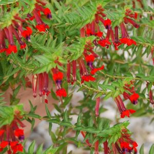 Cuphea llavea, Red Cuphea, Red Flowers