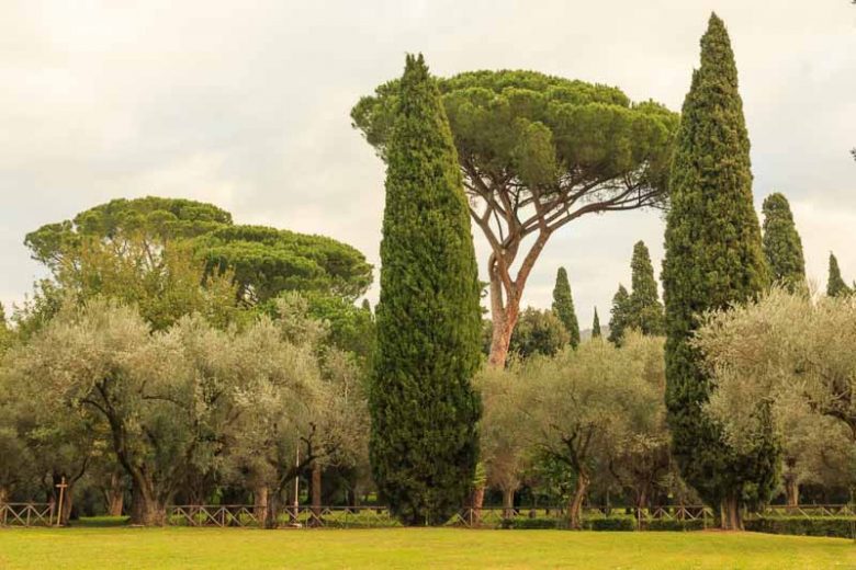 Cupressus sempervirens, Italian Cypress, Mediterranean Cypress, Evergreen Tree, Evergreen Conifer,