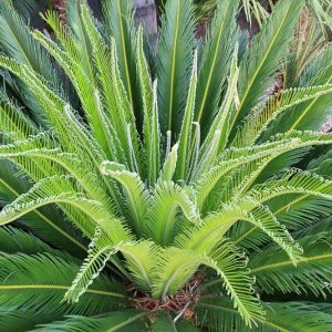 Cycas revoluta, Cycad, Cycad, Japanese Sago Palm, Cycas miquelii, Cycas sexseminifera, Drought tolerant tree