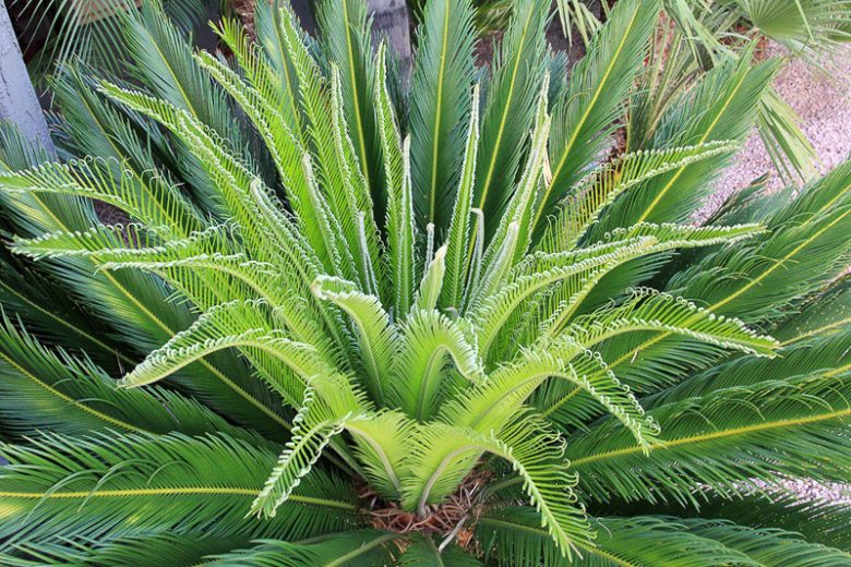 Cycas revoluta, Cycad, Cycad, Japanese Sago Palm, Cycas miquelii, Cycas sexseminifera, Drought tolerant tree