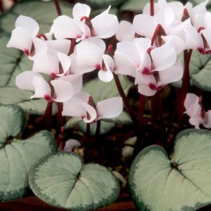 Cyclamen Coum 'Maurice Dryden', Persian Violet 'Maurice Dryden', Cyclamen 'Maurice Dryden', Eastern Cyclamen 'Maurice Dryden', Round-Leaved Cyclamen 'Maurice Dryden', Cyclamen Coum Subsp. Coum f. Coum 'Maurice Dryden', Pewter Group Cyclamen, winter bulb, White cyclamen