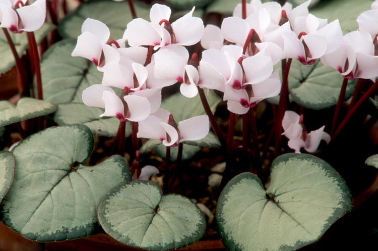 Cyclamen Coum 'Maurice Dryden', Persian Violet 'Maurice Dryden', Cyclamen 'Maurice Dryden', Eastern Cyclamen 'Maurice Dryden', Round-Leaved Cyclamen 'Maurice Dryden', Cyclamen Coum Subsp. Coum f. Coum 'Maurice Dryden', Pewter Group Cyclamen, winter bulb, White cyclamen