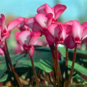 Cyclamen Coum 'Tilebarn Elizabeth', Persian Violet 'Tilebarn Elizabeth', Cyclamen 'Tilebarn Elizabeth', Eastern Cyclamen 'Tilebarn Elizabeth', Round-Leaved Cyclamen 'Tilebarn Elizabeth', Cyclamen Coum Subsp. Coum f. Coum 'Tilebarn Elizabeth', Pewter Group Cyclamen, winter bulb,
