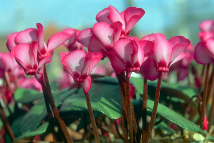 Cyclamen Coum 'Tilebarn Elizabeth', Persian Violet 'Tilebarn Elizabeth', Cyclamen 'Tilebarn Elizabeth', Eastern Cyclamen 'Tilebarn Elizabeth', Round-Leaved Cyclamen 'Tilebarn Elizabeth', Cyclamen Coum Subsp. Coum f. Coum 'Tilebarn Elizabeth', Pewter Group Cyclamen, winter bulb,