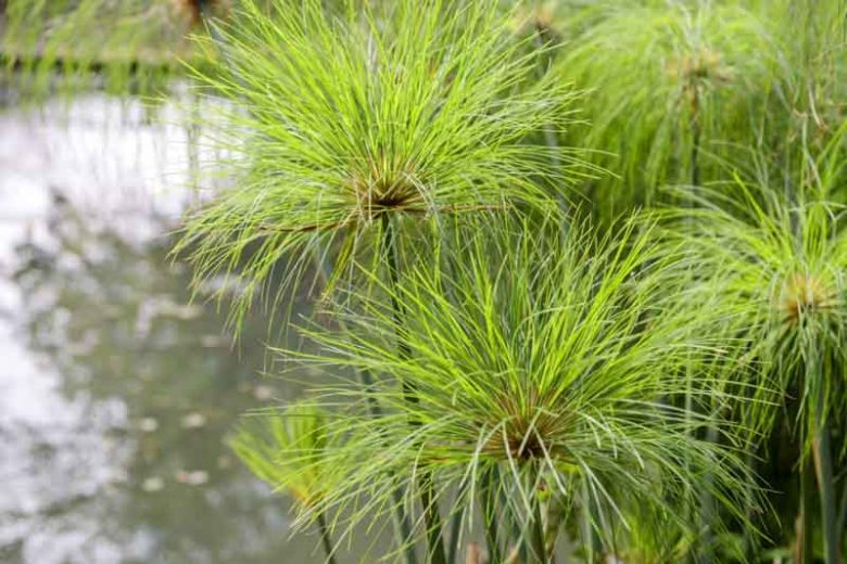 Cyperus papyrus, Papyrus, Egyptian Paper Reed, Egyptian Paper Rush,  Paper Reed, Indian Matting Plant, Nile Grass, Aquatic Perennial, Pond Plant