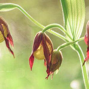 Cypripedium parviflorum var. pubescens, Yellow Lady's Slipper, Cypripedium pubescens, Cypripedium calceolus var. pubescens, Cypripedium luteum, Cypripedium pubescens, Yellow Flowers, Yellow Orchids