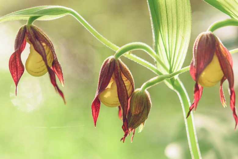 Cypripedium parviflorum var. pubescens, Yellow Lady's Slipper, Cypripedium pubescens, Cypripedium calceolus var. pubescens, Cypripedium luteum, Cypripedium pubescens, Yellow Flowers, Yellow Orchids