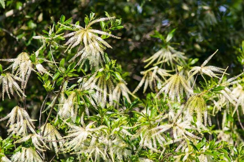 Cyrilla racemiflora, Titi, Swamp Titi, Black Titi, White Titi, Red Titi, Leatherwood, Swamp Cyrilla, American Cyrilla, Burnwood Bark, Palo Colorado, Evergreen Tree, White flowers