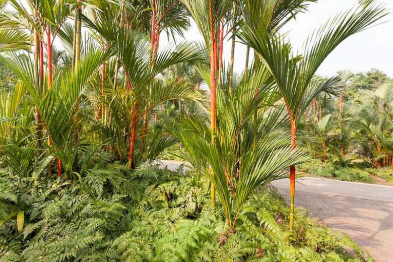 Cyrtostachys renda, Lipstick Palm, Red Sealing Wax Palm, Rajah Wax Palm, Maharajah Palm, Red Candle Wax Palm, Sumatra Wax Palm, Sealing Wax Palm, Red Palm, Tropical Palm