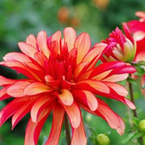 Dahlia 'Gallery Art Deco', Gallery Art Deco Dahlia, Decorative Dahlias, Gallery Series, AGM Dahlia, Orange Dahlias, Coral Dahlias, Dahlia Tubers, Dahlia Bulbs, Dahlia Flower, Dahlia Flowers, summer bulbs