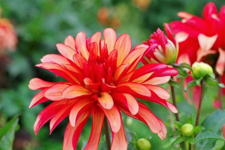 Dahlia 'Gallery Art Deco', Gallery Art Deco Dahlia, Decorative Dahlias, Gallery Series, AGM Dahlia, Orange Dahlias, Coral Dahlias, Dahlia Tubers, Dahlia Bulbs, Dahlia Flower, Dahlia Flowers, summer bulbs
