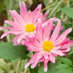 Dahlia 'Gallery Art Nouveau', Gallery Art Nouveau Dahlia, Decorative Dahlias, Gallery Series, AGM Dahlia, Pink Dahlias, Purple Dahlias, Dahlia Tubers, Dahlia Bulbs, Dahlia Flower, Dahlia Flowers, summer bulbs