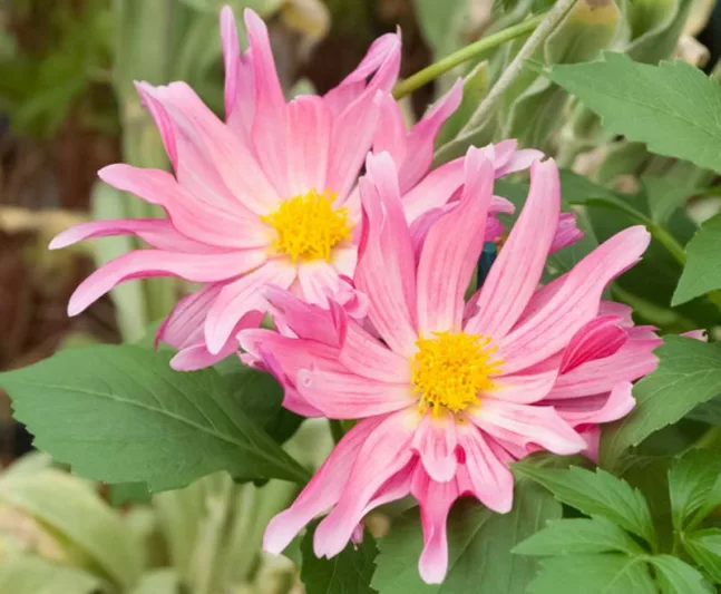 Dahlia 'Gallery Art Nouveau', Gallery Art Nouveau Dahlia, Decorative Dahlias, Gallery Series, AGM Dahlia, Pink Dahlias, Purple Dahlias, Dahlia Tubers, Dahlia Bulbs, Dahlia Flower, Dahlia Flowers, summer bulbs