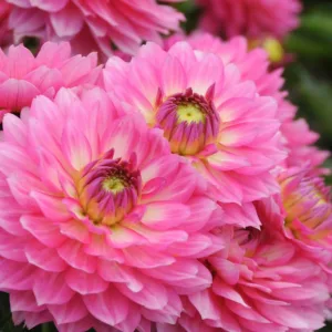 Dahlia 'Gallery Bellini', Gallery Bellini Dahlia, Decorative Dahlias, Gallery Series, Purple Dahlias, Dahlia Tubers, Dahlia Bulbs, Dahlia Flower, Dahlia Flowers, summer bulbs