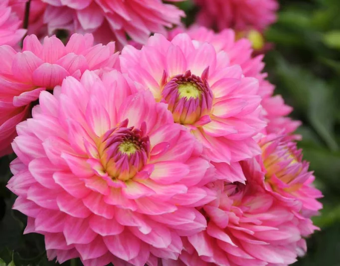 Dahlia 'Gallery Bellini', Gallery Bellini Dahlia, Decorative Dahlias, Gallery Series, Purple Dahlias, Dahlia Tubers, Dahlia Bulbs, Dahlia Flower, Dahlia Flowers, summer bulbs