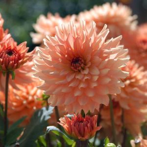 Dahlia 'Gallery Leonardo', Gallery Leonardo Dahlia, Decorative Dahlias, Gallery Series, AGM Dahlia, Orange Dahlias, Coral Dahlias, Dahlia Tubers, Dahlia Bulbs, Dahlia Flower, Dahlia Flowers, summer bulbs