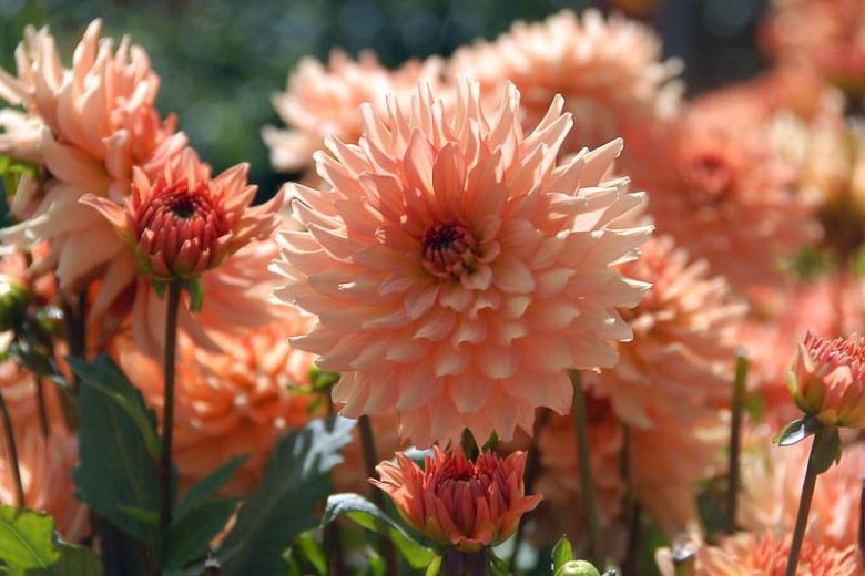 Dahlia 'Gallery Leonardo', Gallery Leonardo Dahlia, Decorative Dahlias, Gallery Series, AGM Dahlia, Orange Dahlias, Coral Dahlias, Dahlia Tubers, Dahlia Bulbs, Dahlia Flower, Dahlia Flowers, summer bulbs