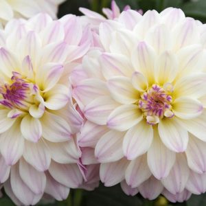 Dahlia 'Gallery Monet', GalleryMonet Dahlia, Decorative Dahlias, Gallery Series, White Dahlias, Dahlia Tubers, Dahlia Bulbs, Dahlia Flower, Dahlia Flowers, summer bulbs