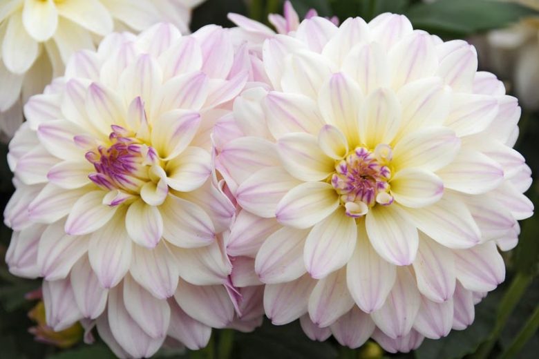 Dahlia 'Gallery Monet', GalleryMonet Dahlia, Decorative Dahlias, Gallery Series, White Dahlias, Dahlia Tubers, Dahlia Bulbs, Dahlia Flower, Dahlia Flowers, summer bulbs