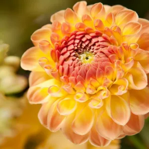 Dahlia 'Gallery Pablo', Gallery Pablo Dahlia, Decorative Dahlias, Gallery Series, AGM Dahlia, Coral Dahlias, Red Dahlias, Dahlia Tubers, Dahlia Bulbs, Dahlia Flower, Dahlia Flowers, summer bulbs