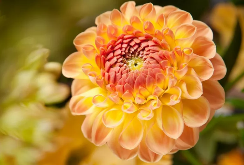 Dahlia 'Gallery Pablo', Gallery Pablo Dahlia, Decorative Dahlias, Gallery Series, AGM Dahlia, Coral Dahlias, Red Dahlias, Dahlia Tubers, Dahlia Bulbs, Dahlia Flower, Dahlia Flowers, summer bulbs
