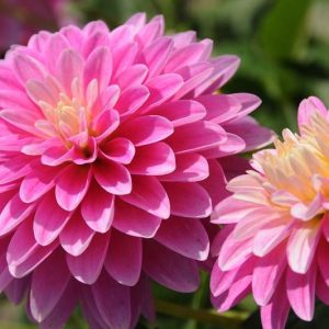 Dahlia 'Gallery Rembrandt', Gallery Rembrandt Dahlia, Decorative Dahlias, Gallery Series, Purple Dahlias, Dahlia Tubers, Dahlia Bulbs, Dahlia Flower, Dahlia Flowers, summer bulbs