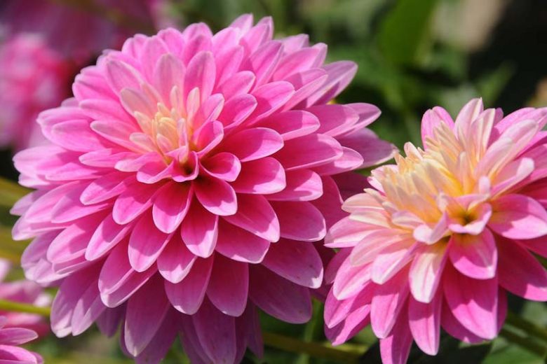 Dahlia 'Gallery Rembrandt', Gallery Rembrandt Dahlia, Decorative Dahlias, Gallery Series, Purple Dahlias, Dahlia Tubers, Dahlia Bulbs, Dahlia Flower, Dahlia Flowers, summer bulbs