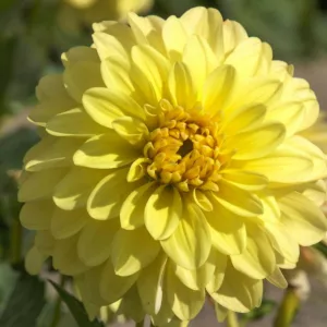 Dahlia 'Gallery Serenade', Gallery Serenade Dahlia, Decorative Dahlias, Gallery Series, Yellow Dahlias, Dahlia Tubers, Dahlia Bulbs, Dahlia Flower, Dahlia Flowers, summer bulbs