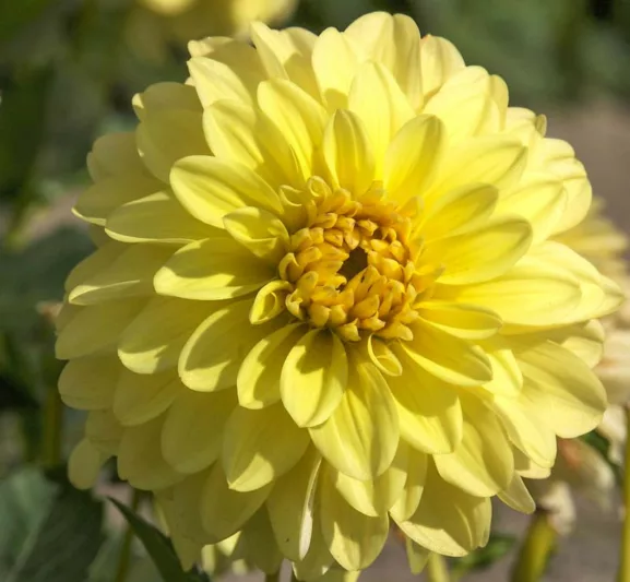 Dahlia 'Gallery Serenade', Gallery Serenade Dahlia, Decorative Dahlias, Gallery Series, Yellow Dahlias, Dahlia Tubers, Dahlia Bulbs, Dahlia Flower, Dahlia Flowers, summer bulbs