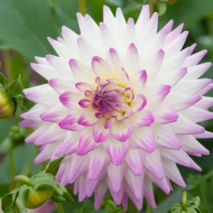 Dahlia 'Jura', Jura Dahlia, White Dahlia, Cactus Dahlias, Bicolor Dahlia Flowers, Dahlia Tubers, Dahlia Bulbs,