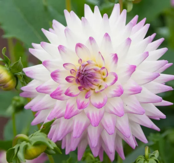 Dahlia 'Jura', Jura Dahlia, White Dahlia, Cactus Dahlias, Bicolor Dahlia Flowers, Dahlia Tubers, Dahlia Bulbs,