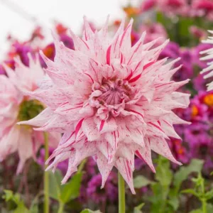 Dahlia 'Mick's Peppermint', Mick's Peppermint Dahlia, 'Bridgeview Aloha' Dahlia, Pink Dahlia, Dinner Plate Dahlia, Semi-Cactus Dahlias, Cactus Dahlias, Bicolor Dahlia Flowers, Dahlia Tubers, Dahlia Bulbs,