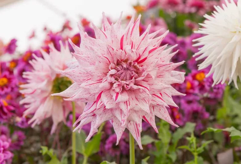 Dahlia 'Mick's Peppermint', Mick's Peppermint Dahlia, 'Bridgeview Aloha' Dahlia, Pink Dahlia, Dinner Plate Dahlia, Semi-Cactus Dahlias, Cactus Dahlias, Bicolor Dahlia Flowers, Dahlia Tubers, Dahlia Bulbs,