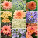 orders, Aster Frikartii Monch, Dahlia Apricot Desire, Dahlia Melody Dora, Dahlia Surprise, Dahlia Bishop of Oxford, Aster Little Carlow, Pennisetum,